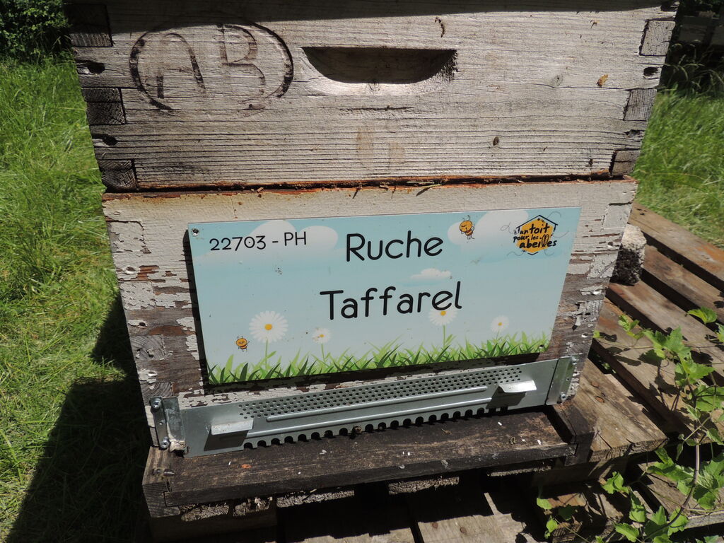 La ruche Taffarel
