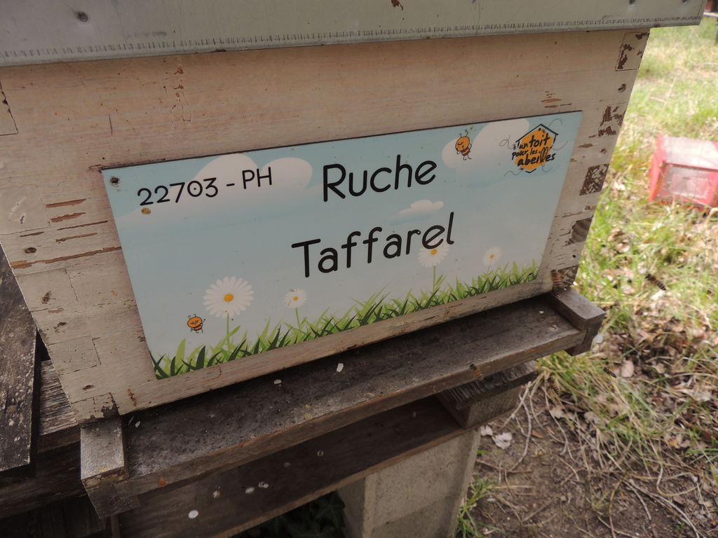 La ruche Taffarel