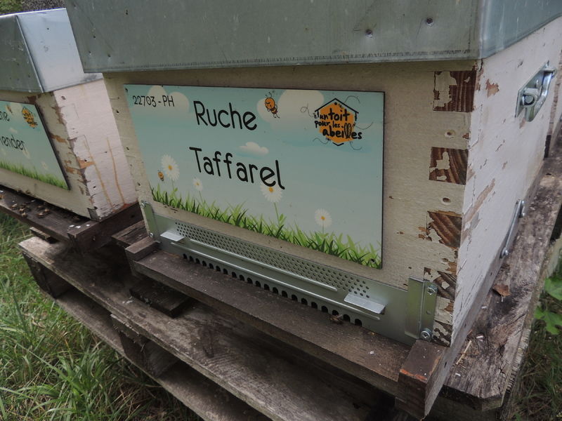 La ruche Taffarel