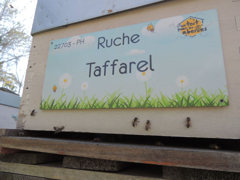 La ruche Taffarel