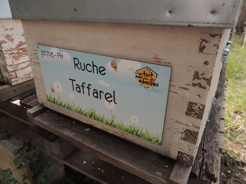 La ruche Taffarel