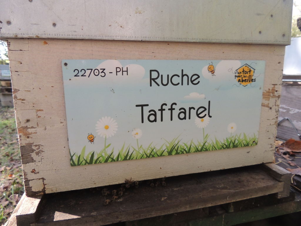 La ruche Taffarel