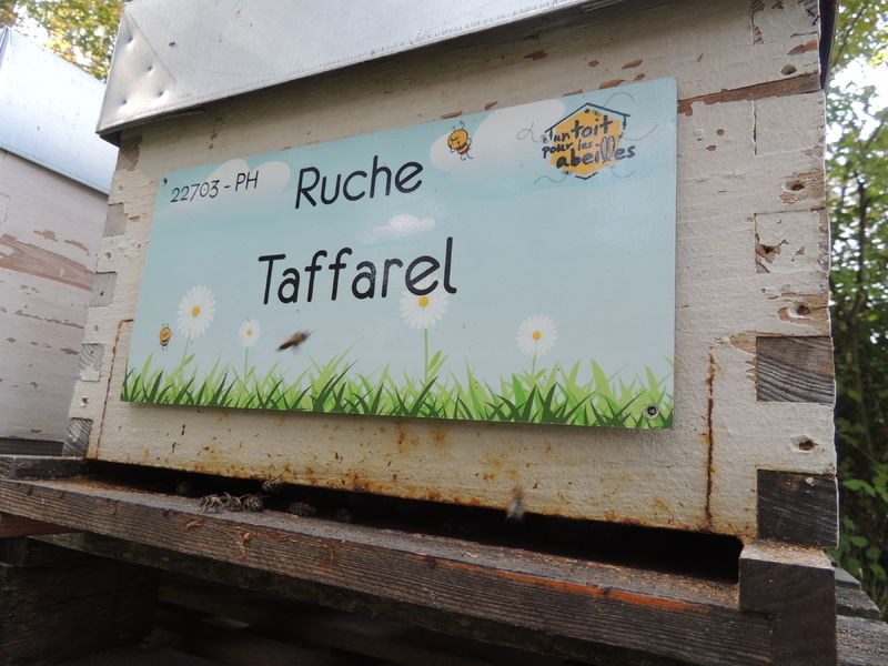 La ruche Taffarel
