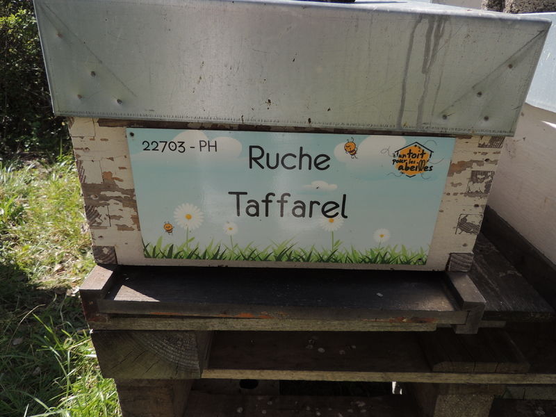 La ruche Taffarel