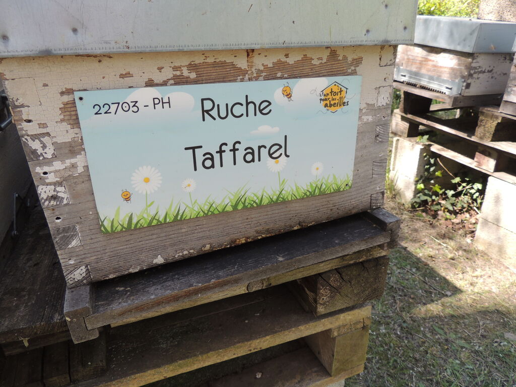 La ruche Taffarel