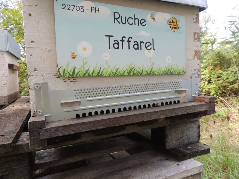 La ruche Taffarel