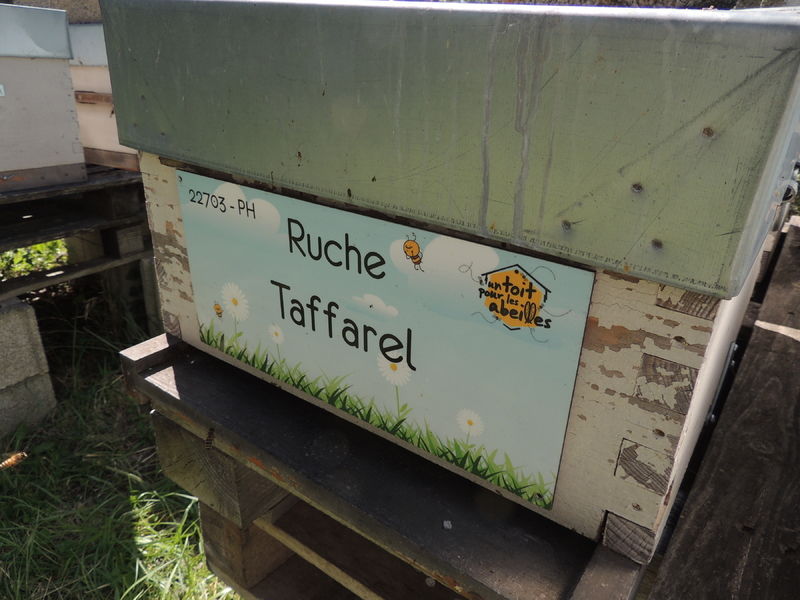 La ruche Taffarel