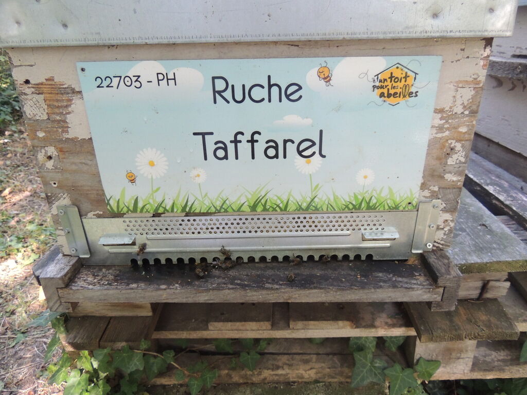 La ruche Taffarel