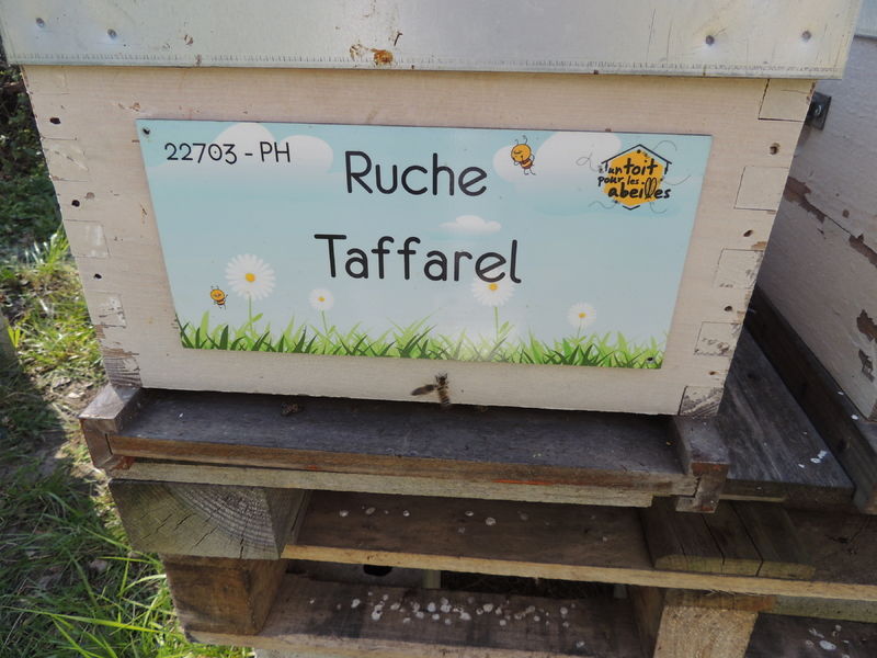 La ruche Taffarel