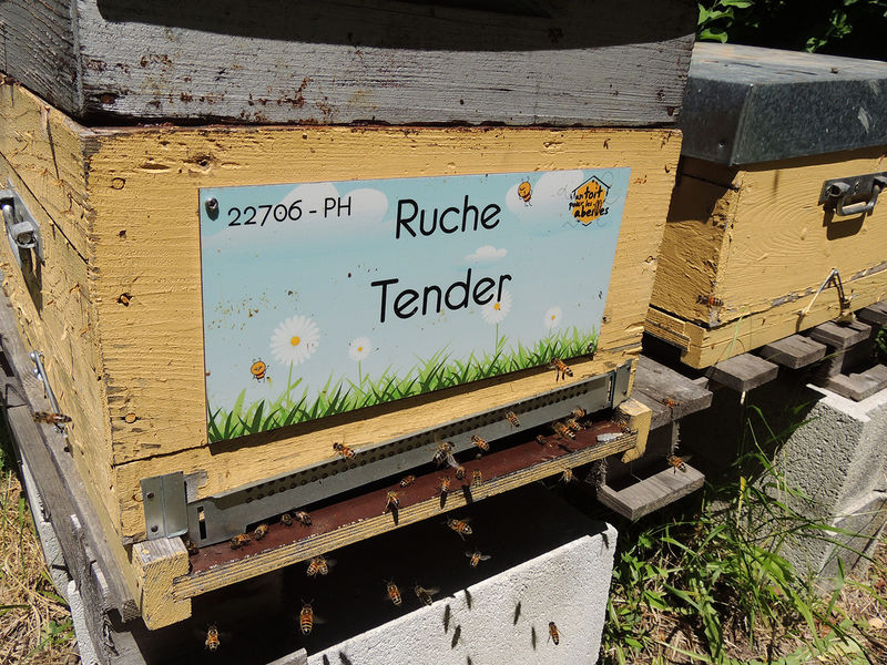 La ruche Tender
