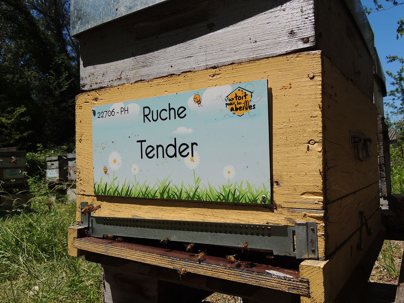 La ruche Tender