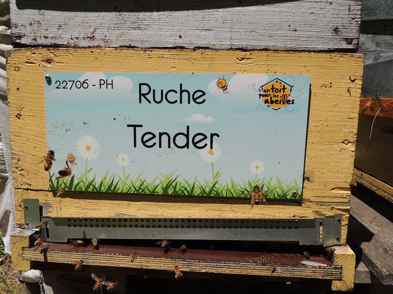 La ruche Tender
