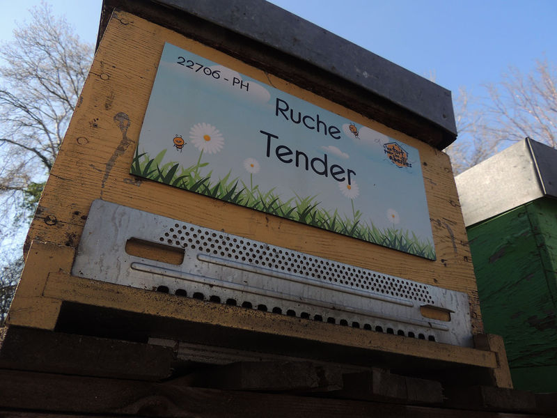 La ruche Tender