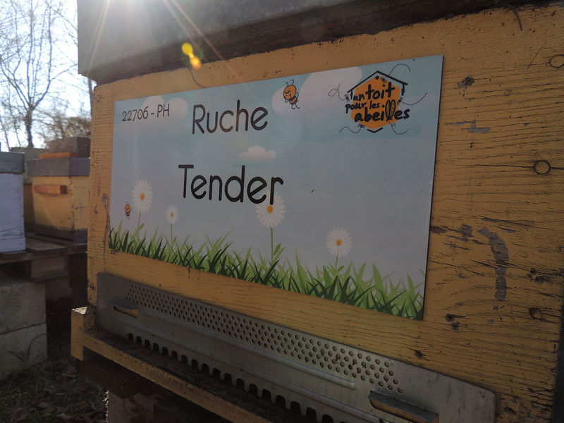 La ruche Tender
