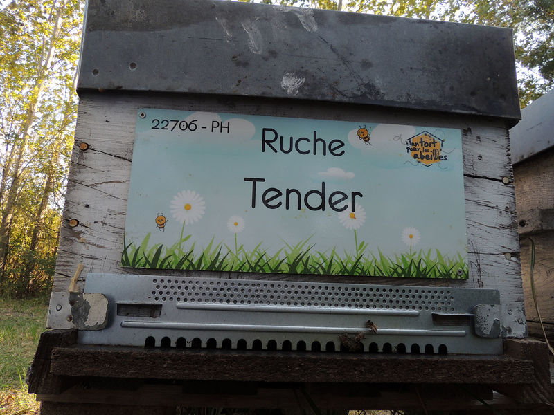 La ruche Tender