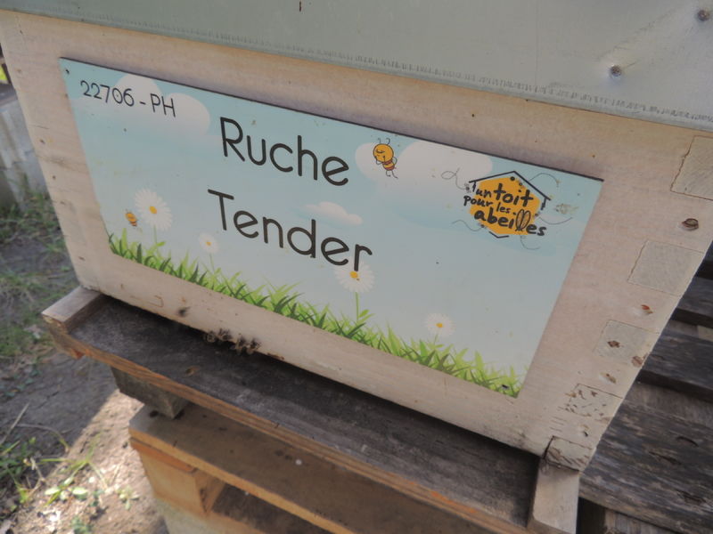 La ruche Tender