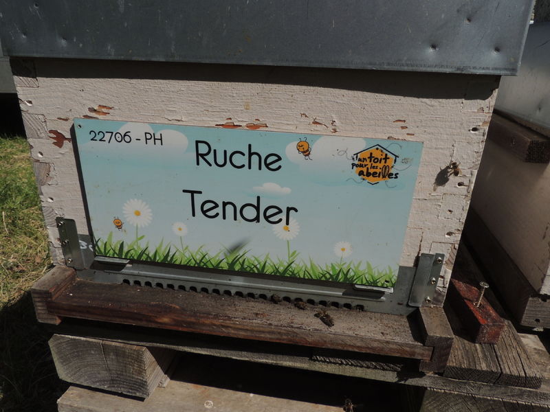 La ruche Tender