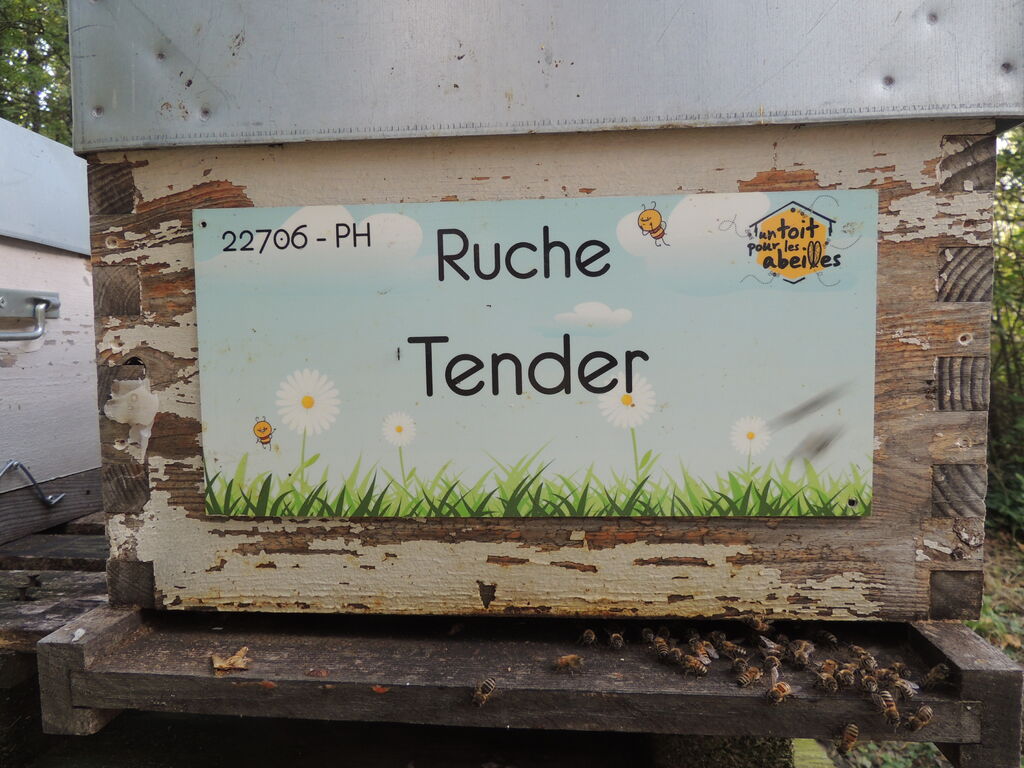La ruche Tender
