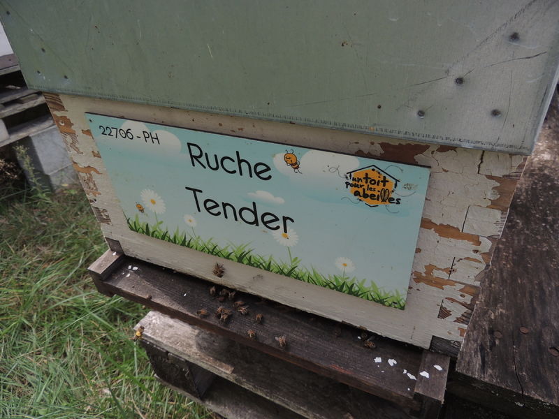 La ruche Tender