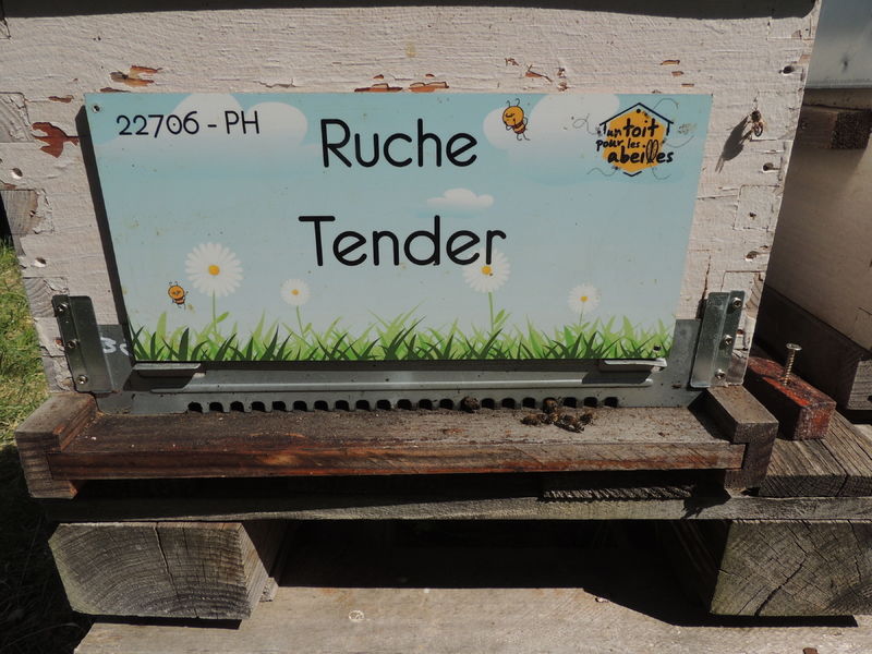 La ruche Tender