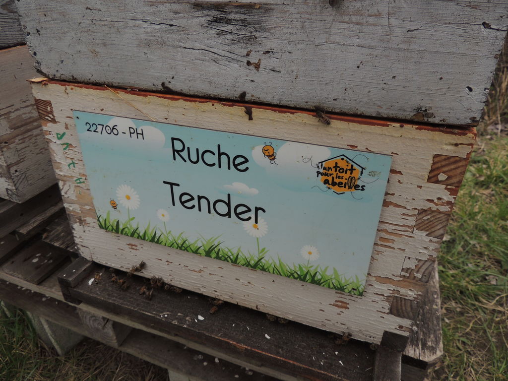 La ruche Tender