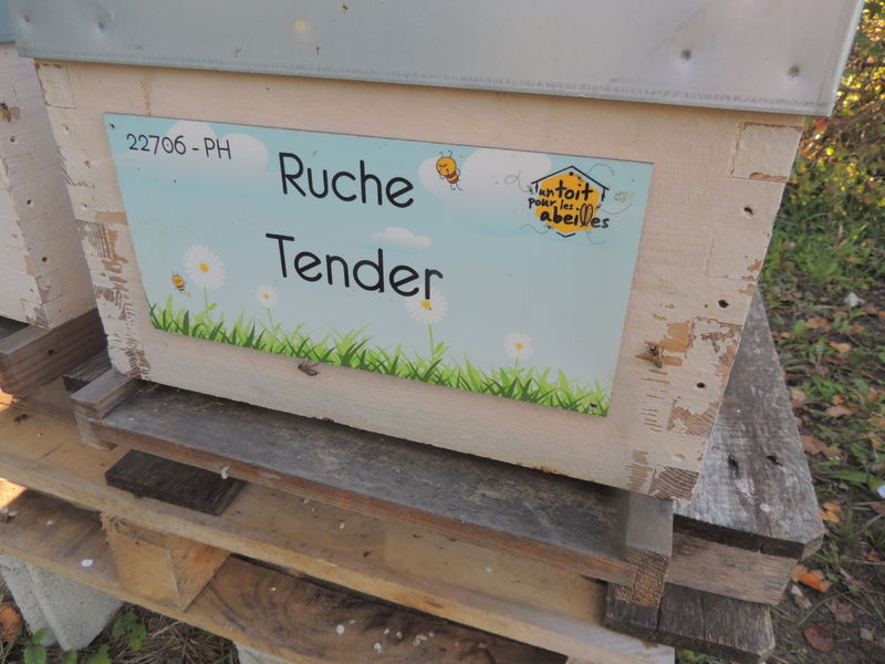 La ruche Tender