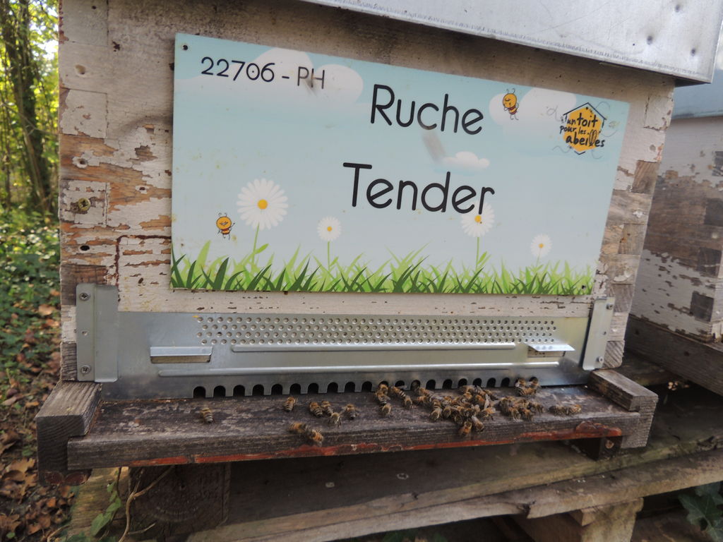 La ruche Tender