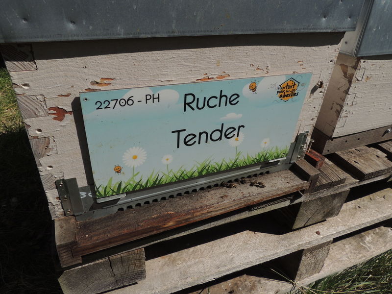 La ruche Tender