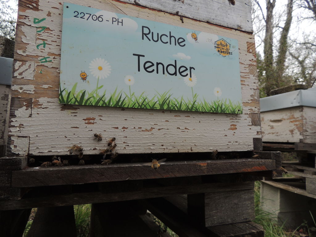 La ruche Tender