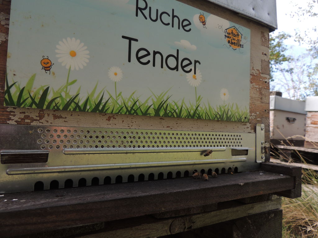 La ruche Tender