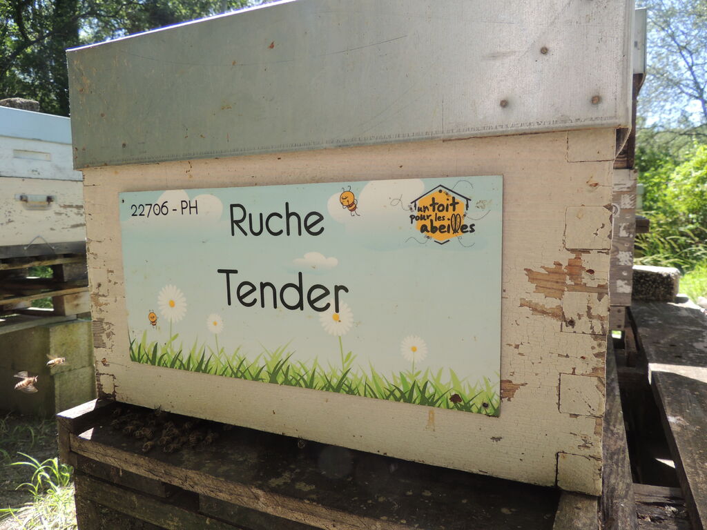 La ruche Tender