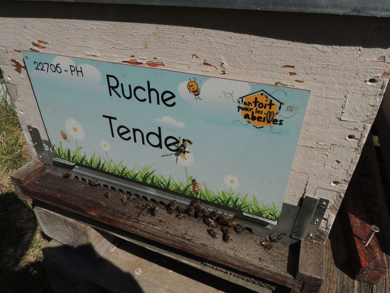 La ruche Tender