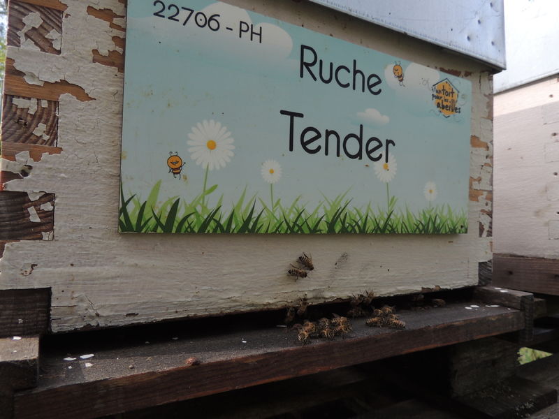 La ruche Tender
