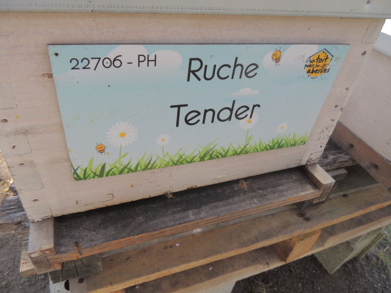 La ruche Tender