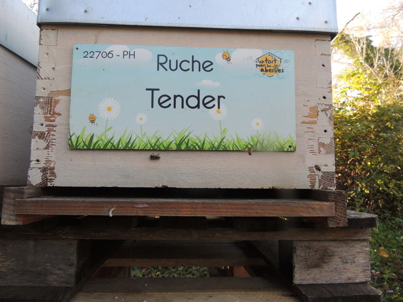 La ruche Tender