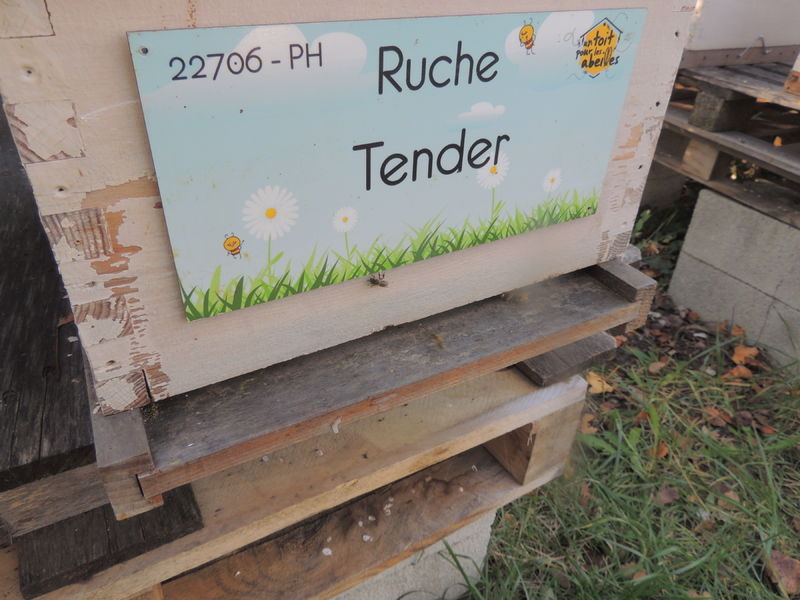 La ruche Tender