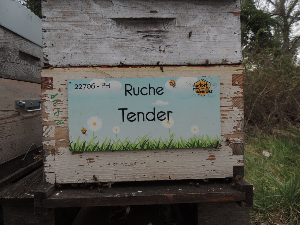 La ruche Tender