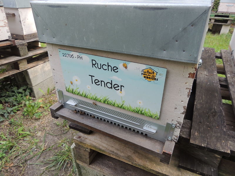 La ruche Tender
