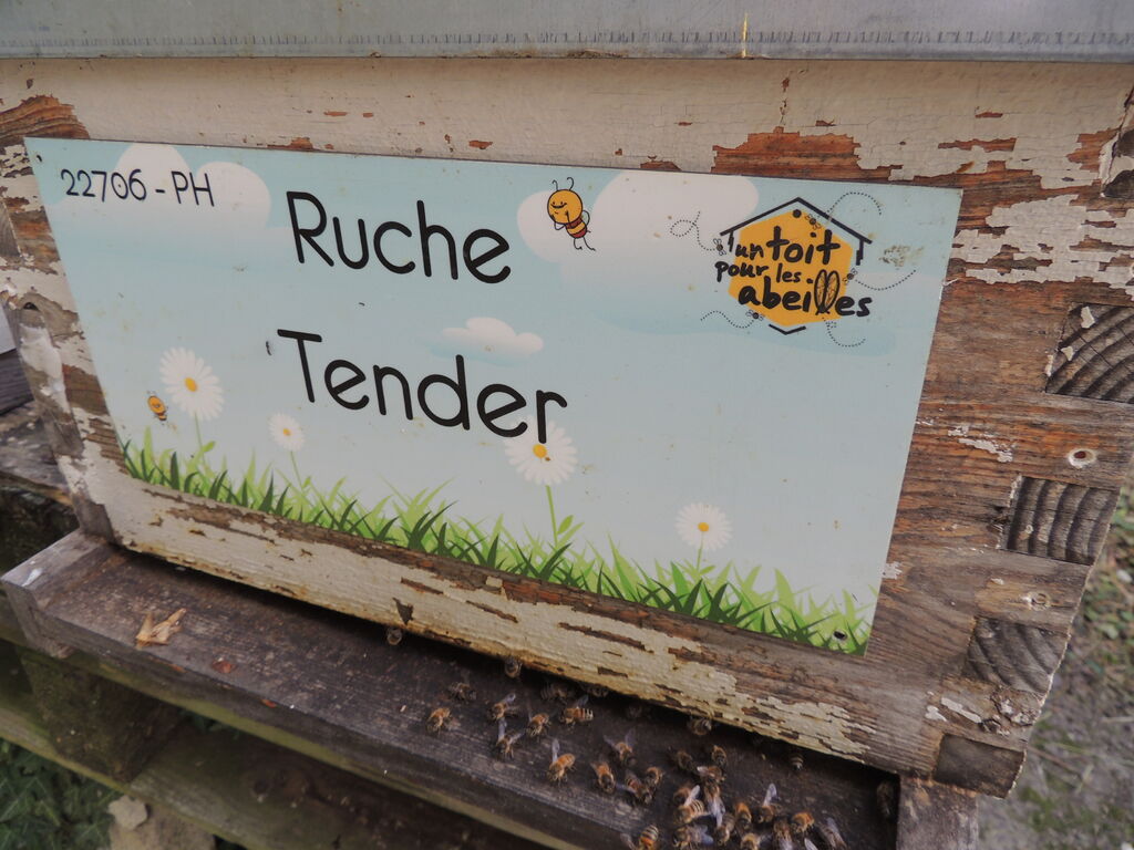 La ruche Tender