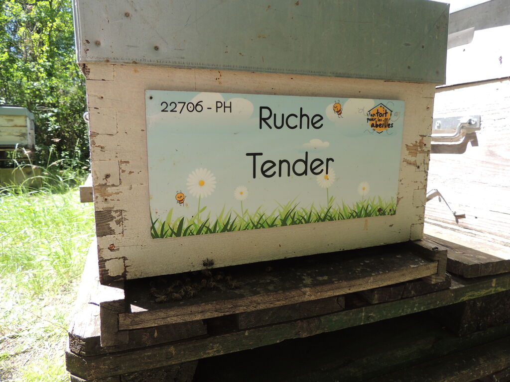 La ruche Tender