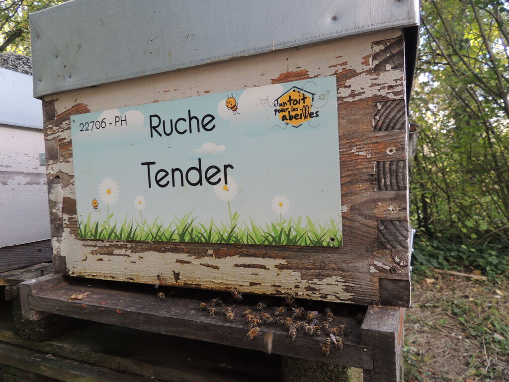 La ruche Tender