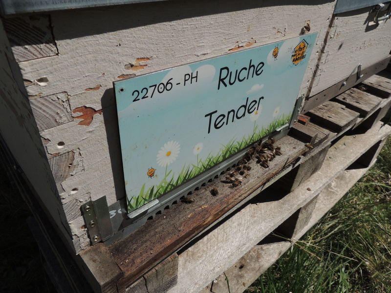 La ruche Tender