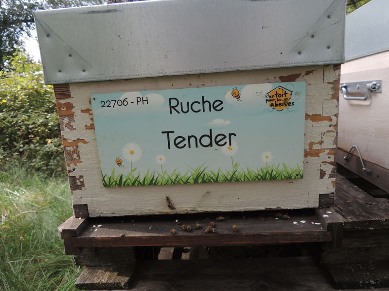 La ruche Tender