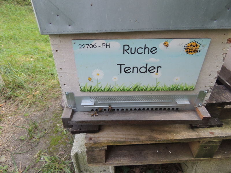 La ruche Tender