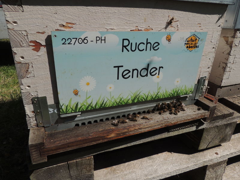 La ruche Tender