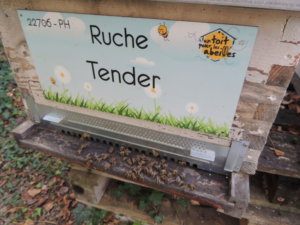 La ruche Tender