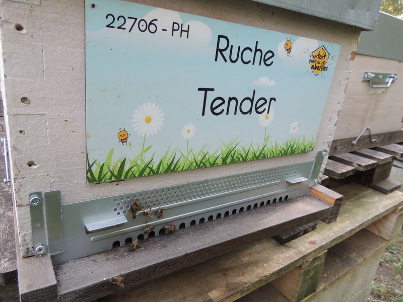 La ruche Tender