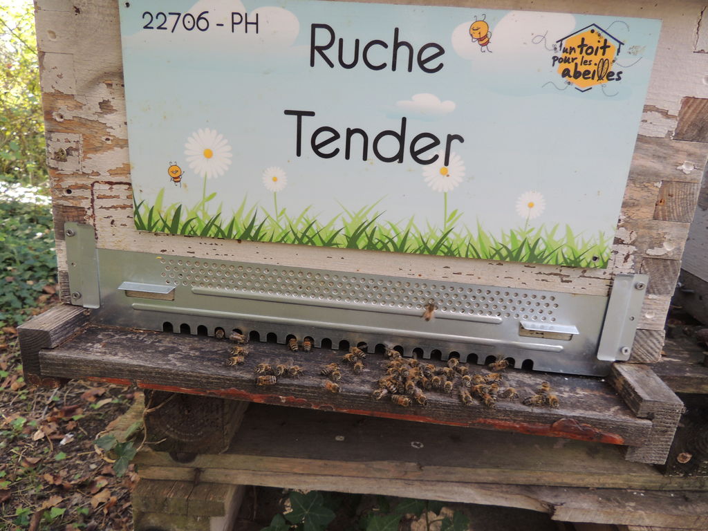 La ruche Tender