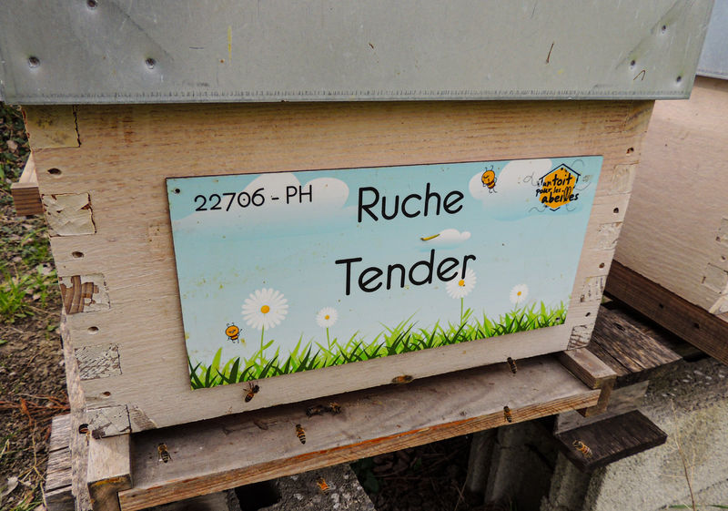 La ruche Tender