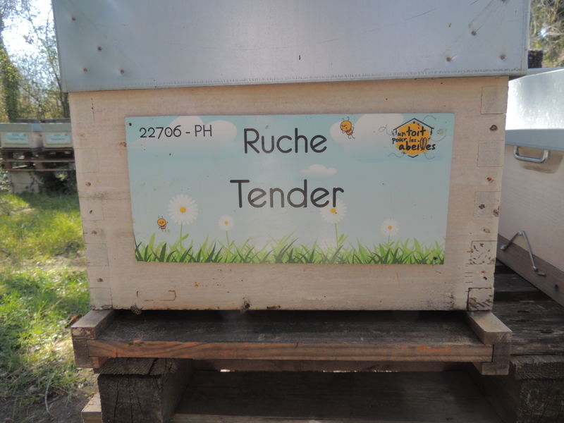 La ruche Tender